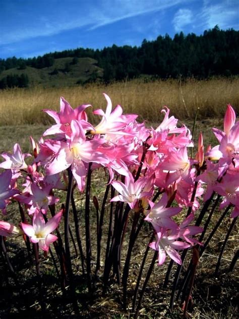 naked flower|How to Grow and Care for Naked Lady